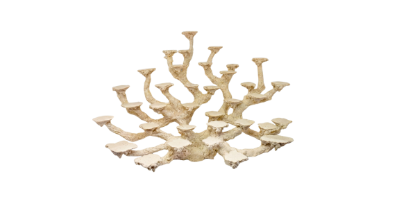 Coralera 34 posiciones