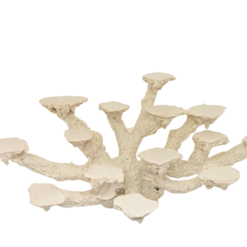 Sin título (1200 x 1200 px) (1600 x 900 px) (2) Coralera 14 posiciones