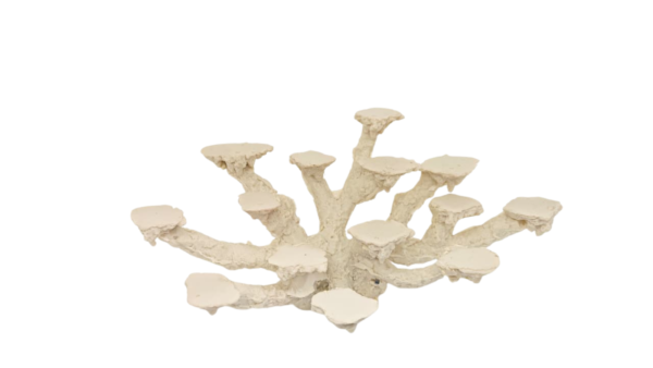 Coralera 14 posiciones