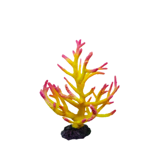 Sin título (1200 x 1200 px) (1600 x 900 px) (3) Acropora Yellow