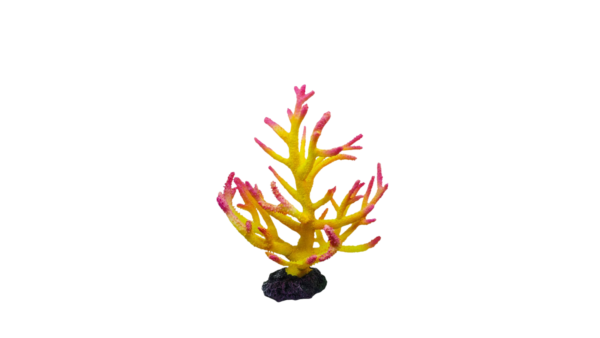 Acropora Yellow