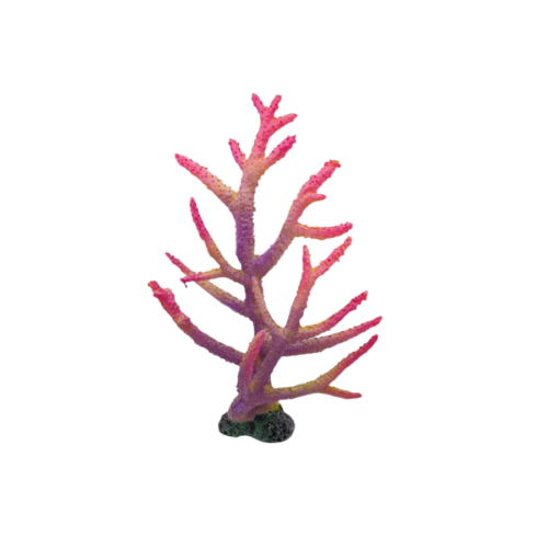 Sin título (1200 x 1200 px) (1600 x 900 px) (5) Acropora Purple