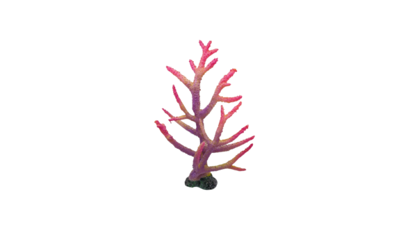 Acropora Purple