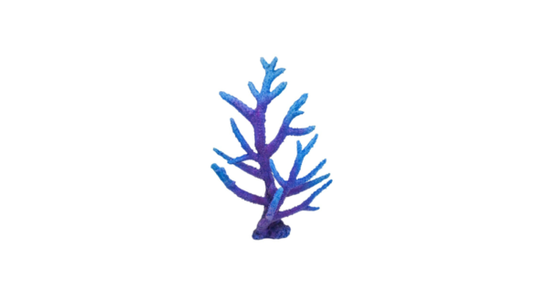Acropora Purple