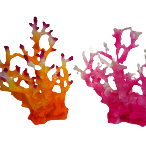 Sin título (1200 x 1200 px) (1600 x 900 px) (8) Acropora Orange