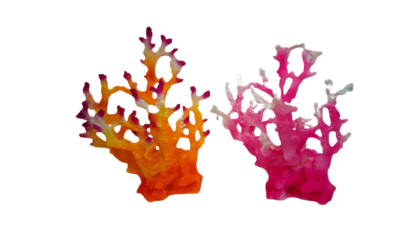 Acropora Pink & White