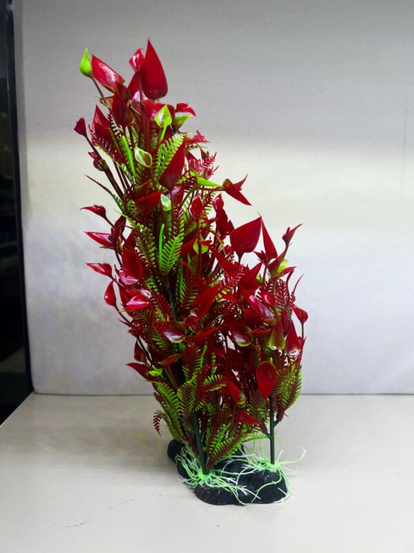 Planta ludwigia roja con base frondosa 30 cm