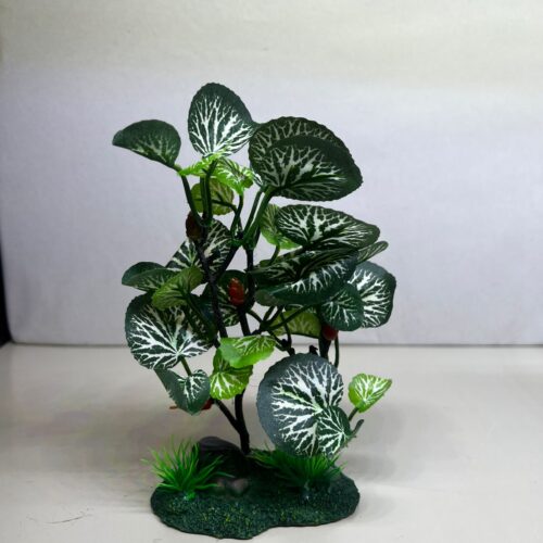 Planta telac tipo hidrocotile, con detalle 20 cm