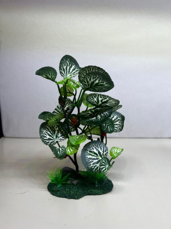 Planta telac tipo hidrocotile, con detalle 20 cm