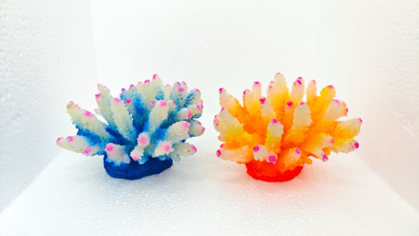 Acropora Orange Pink tip 14*9*14 cm
