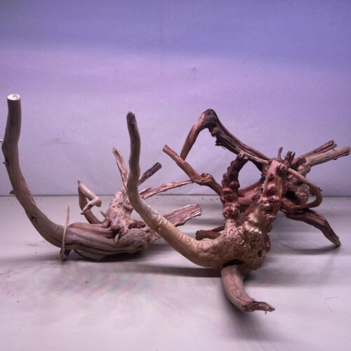 azaleas seleccionadas con muy buenas ramificaciones piezas livianas chicas- medianas (250 a 400 gr) 15-30 cm. Precio x kg