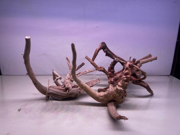 azaleas seleccionadas con muy buenas ramificaciones piezas livianas chicas- medianas (250 a 400 gr) 15-30 cm. Precio x kg