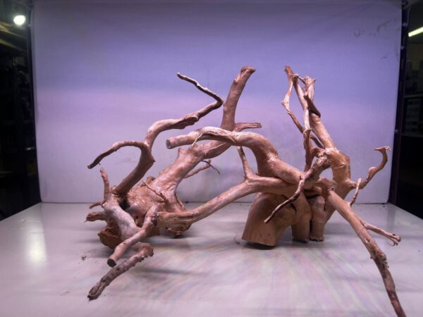 azaleas seleccionadas con formas surtidas medianas a grandes. Livianas 35-50 cm. Precio x kg