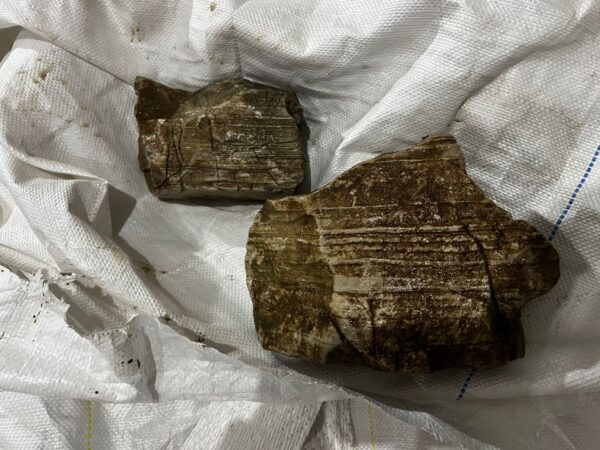 Goby Stone 8-25 cm Surtidas Kg