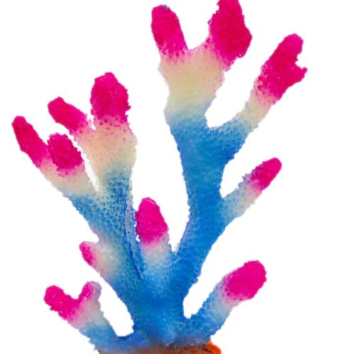 WhatsApp Image 2025-11-19 at 12.16.19 PM Acropora white, blue, pink tip 18*23*6 cm