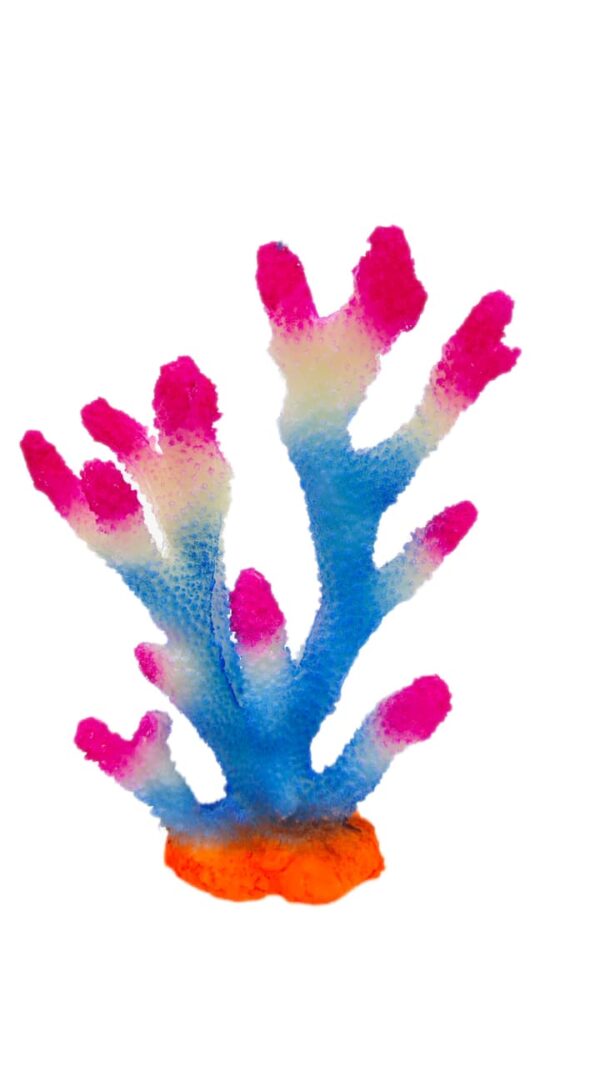 Acropora white, blue, pink tip 18*23*6 cm
