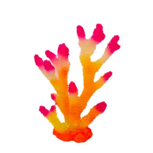 WhatsApp Image 2025-11-19 at 12.16.20 PM Acropora Orange Pink tip 18*23*6 cm