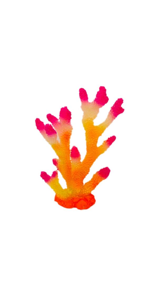 Acropora Orange Pink tip 18*23*6 cm