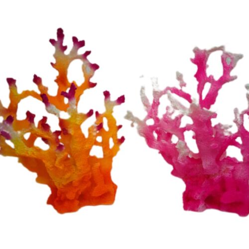 WhatsApp Image 2025-11-19 at 12.29.28 PM Acropora Orange & Pink tip 20*28*15 cm
