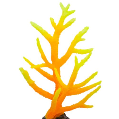 WhatsApp Image 2025-11-19 at 12.29.56 PM (2) Acropora Acropora Orange Yelloy 25*33*10 cm
