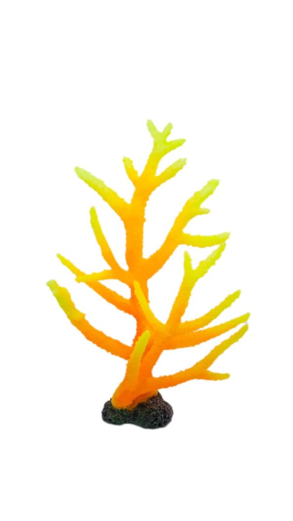 Acropora Acropora Orange Yelloy  25*33*10 cm