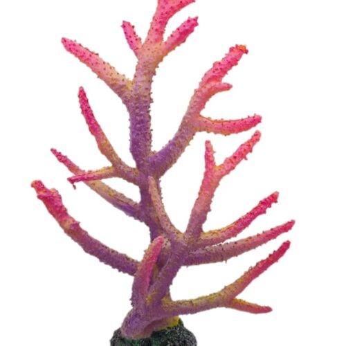 WhatsApp Image 2025-11-19 at 12.29.56 PM Acropora Acropora Purple Pink 25*33*10 cm