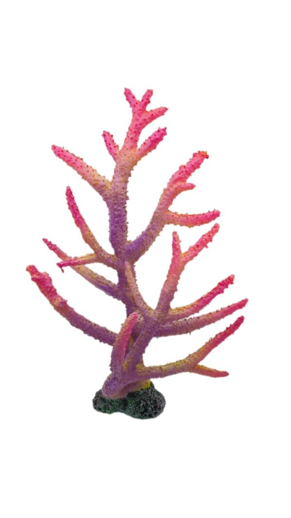 Acropora Acropora Purple Pink 25*33*10 cm
