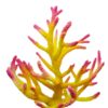 Acropora Yellow Pink 30*35*20 Cm