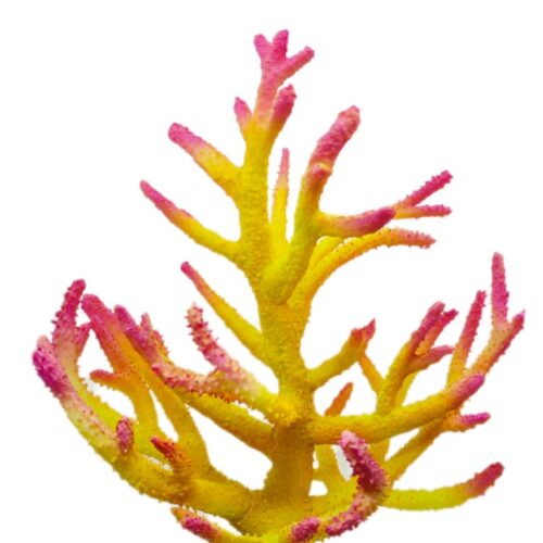 WhatsApp Image 2025-11-19 at 12.30.42 PM Acropora Yellow Pink 30*35*20 Cm